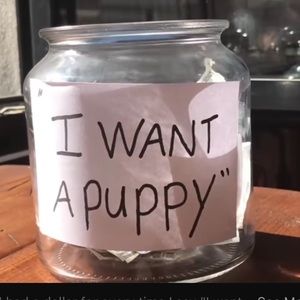 Meet your Posher, Abby